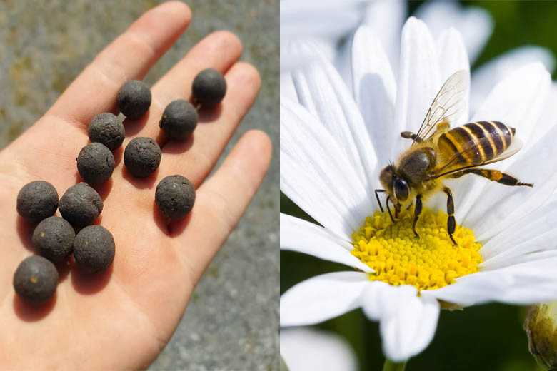 Balles de Graines lance sa deuxième campagne sur Ulule, et ça cartonne toujours autant !