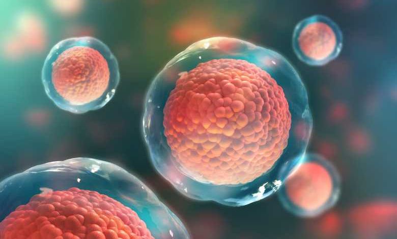 Des chercheurs ont découvert une cellule immunitaire capable d’attaquer tous les cancers