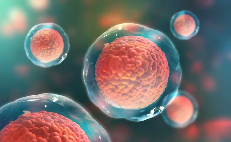 Des chercheurs ont découvert une cellule immunitaire capable d’attaquer tous les cancers