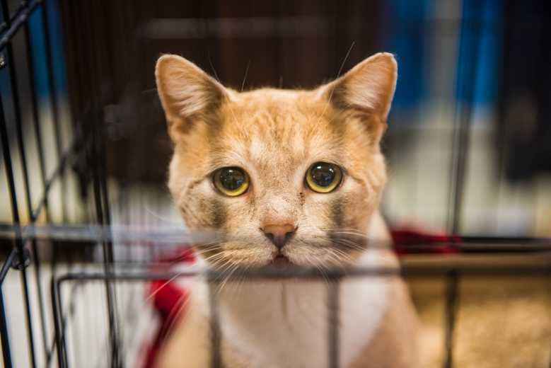 Un chien abandonné dans le chenil, un chien sans abri derrière les barreaux dans un refuge pour animaux.Un chien triste regardant derrière la clôture regardant par le fil de sa cage/refuge pour animaux.Un refuge pour chiens