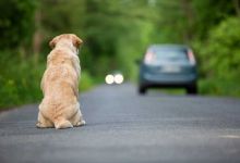 Nous sommes le 27 juin, Journée Mondiale Contre l'Abandon des animaux de compagnie