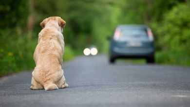 Nous sommes le 27 juin, Journée Mondiale Contre l'Abandon des animaux de compagnie