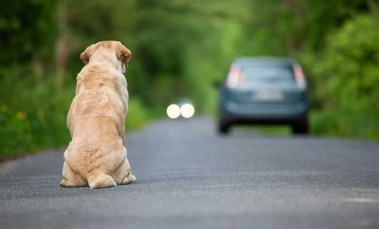 Nous sommes le 27 juin, Journée Mondiale Contre l'Abandon des animaux de compagnie