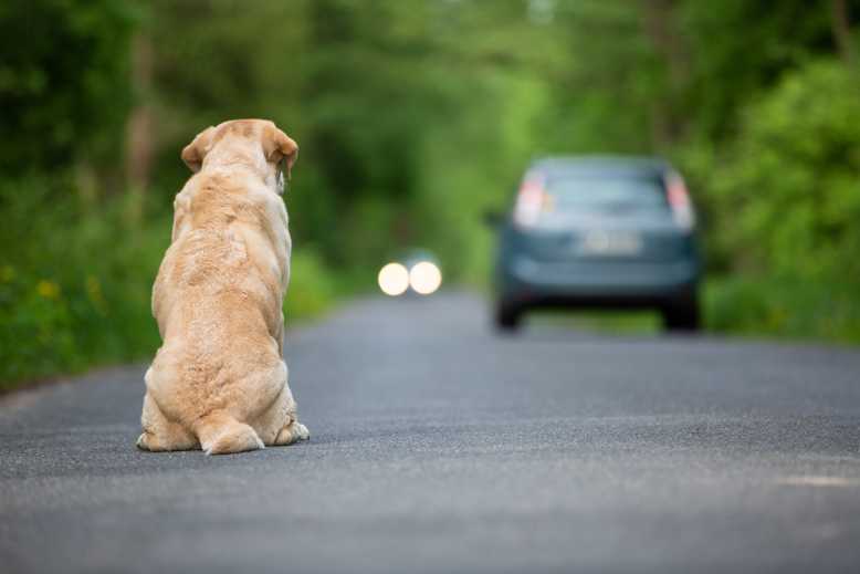 Nous sommes le 27 juin, Journée Mondiale Contre l'Abandon des animaux de compagnie