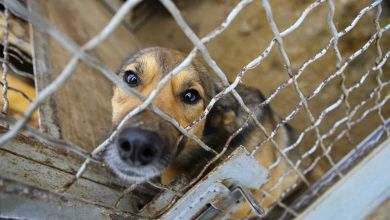 En Angleterre, maltraiter un animal coûtera jusqu'à 5 ans de prison ! Une excellente nouvelle !