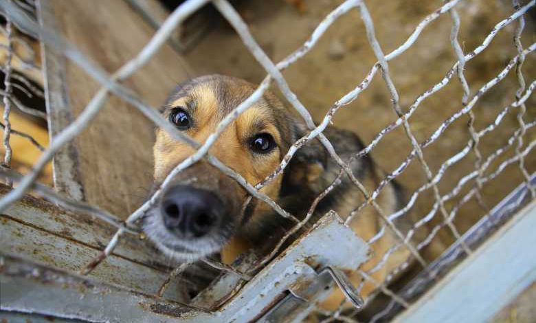 En Angleterre, maltraiter un animal coûtera jusqu'à 5 ans de prison ! Une excellente nouvelle !