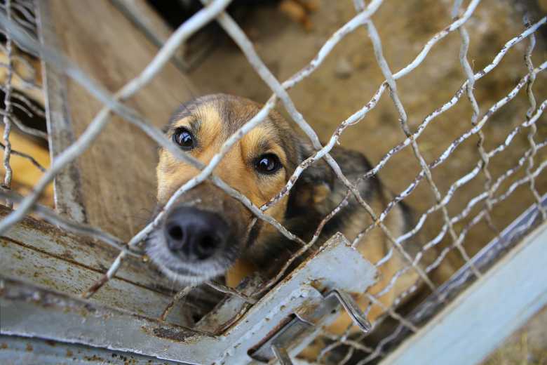 En Angleterre, maltraiter un animal coûtera jusqu'à 5 ans de prison ! Une excellente nouvelle !