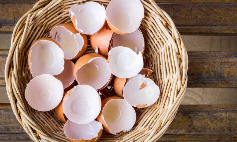 Zéro Déchet : Recyclez vos coquilles d'oeufs, elles ont des vertus insoupçonnées !