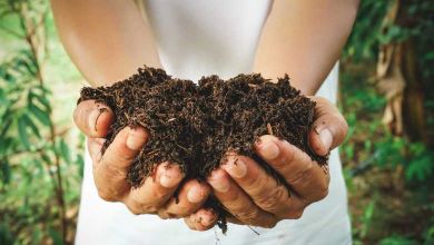 Environnement : ne jetez pas vos épluchures, réutilisez-les au potager !