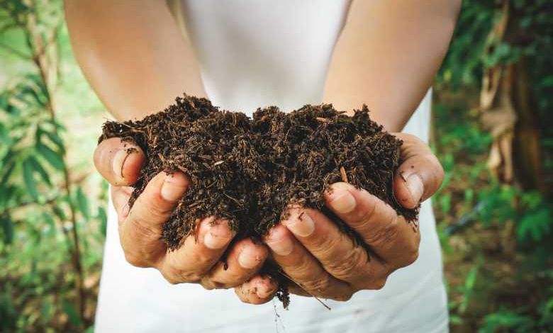 Environnement : ne jetez pas vos épluchures, réutilisez-les au potager !