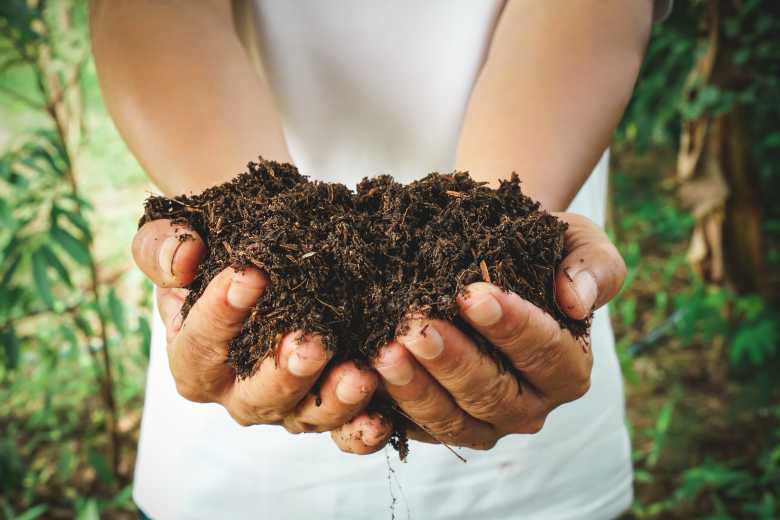 Environnement : ne jetez pas vos épluchures, réutilisez-les au potager !