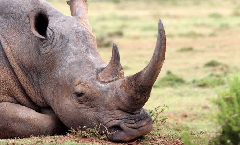Bonne Nouvelle, le nombre de rhinocéros blancs à augmenté de 35 000% en 100 ans