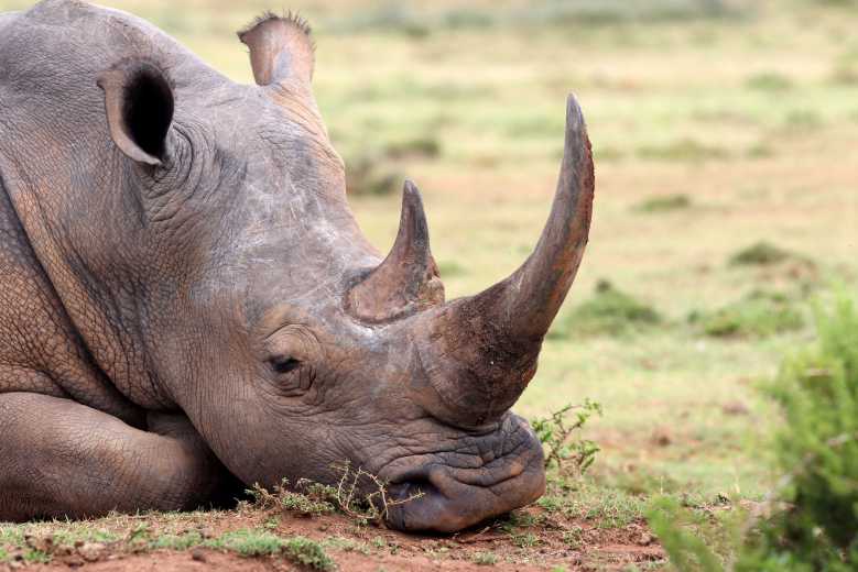 Bonne Nouvelle, le nombre de rhinocéros blancs à augmenté de 35 000% en 100 ans