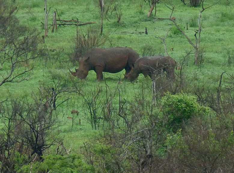 Bonne Nouvelle, le nombre de rhinocéros blancs à augmenté de 35 000% en 100 ans