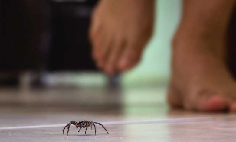Il ne faut JAMAIS tuer les araignées de votre maison, elles sont un élément essentiel de notre écosystème !