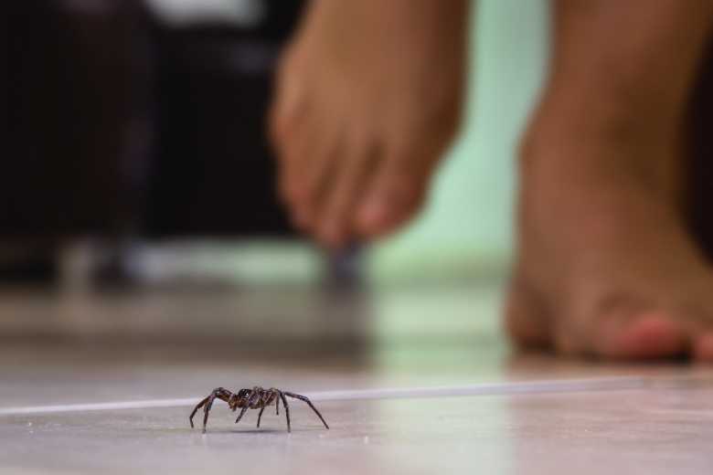 Les araignées et les moustiques : une relation prédatrice