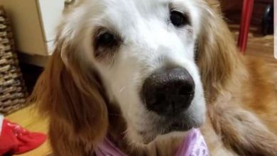 Augie, la plus vieille golden retriever du monde vient de fêter ses 20 ans