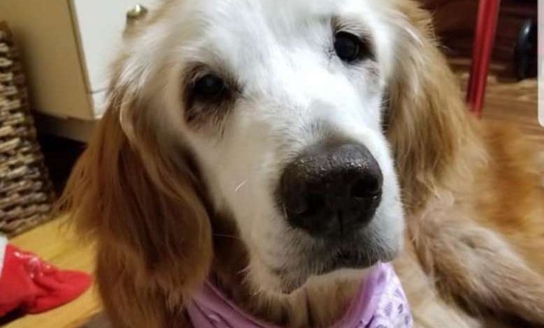 Augie, la plus vieille golden retriever du monde vient de fêter ses 20 ans