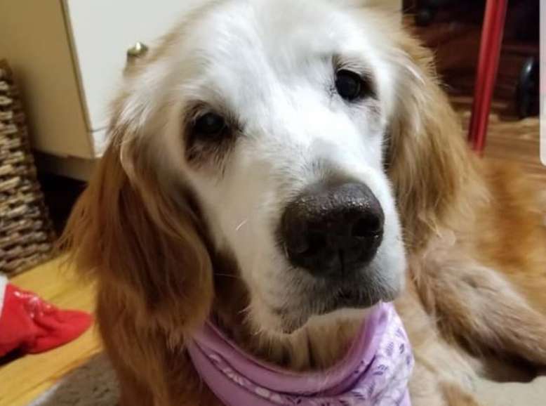 Augie, la plus vieille golden retriever du monde vient de fêter ses 20 ans