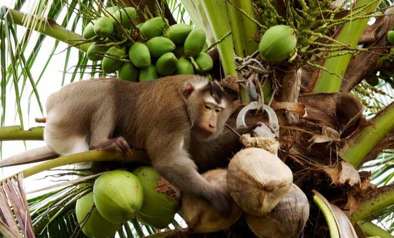 La PETA dénonce l'exploitation des singes en Thaïlande, condamnés à cueillir 1000 noix de cocos chaque jour !