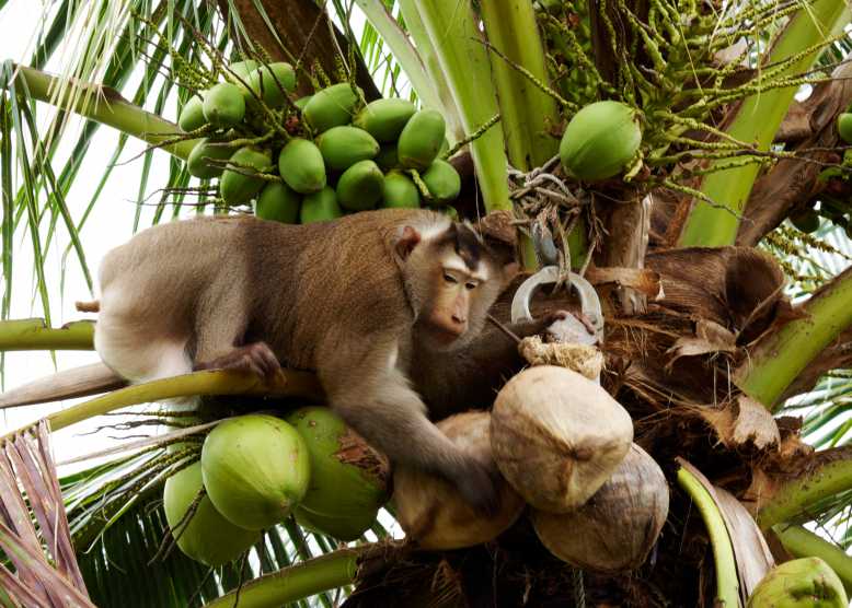 La PETA dénonce l'exploitation des singes en Thaïlande, condamnés à cueillir 1000 noix de cocos chaque jour !
