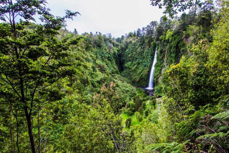 Une reforestation massive et anarchique pourrait avoir un effet néfaste sur l’environnement selon ces deux études