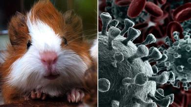 Coronavirus : selon cette étude internationale, les hamsters développeraient une immunité