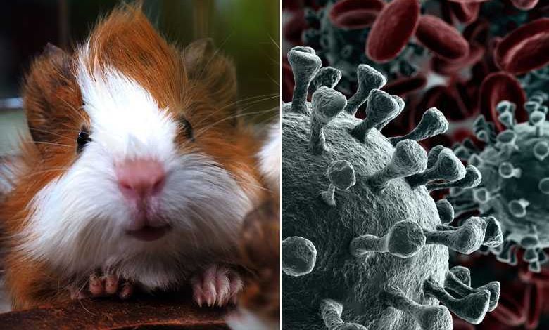 Coronavirus : selon cette étude internationale, les hamsters développeraient une immunité
