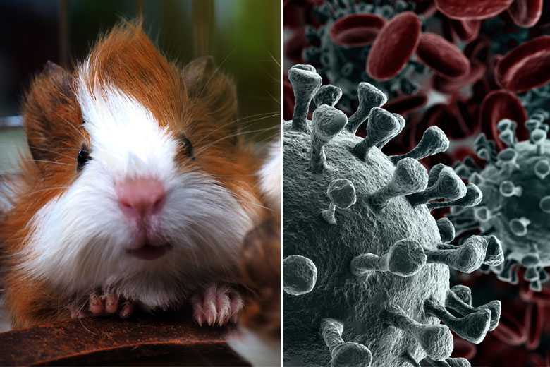 Coronavirus : selon cette étude internationale, les hamsters développeraient une immunité