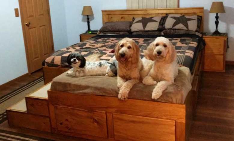 Un américain construit des lits un peu spéciaux... avec une partie réservée à vos animaux !