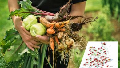 Face à la crise économique, la ville de Nantes devient un potager géant