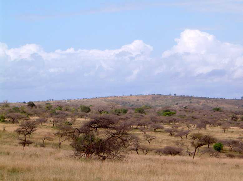 Bonne Nouvelle, le nombre de rhinocéros blancs à augmenté de 35 000% en 100 ans