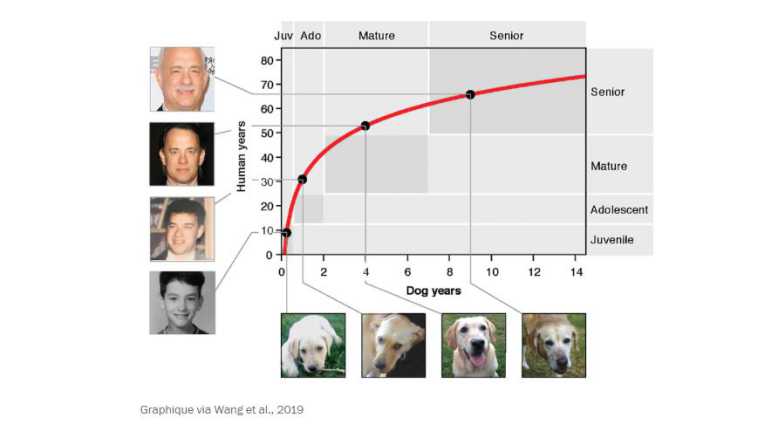 Cet nouveau tableau permet de convertir l'age d'un chien en age humain, et le résultat est assez étonnant...