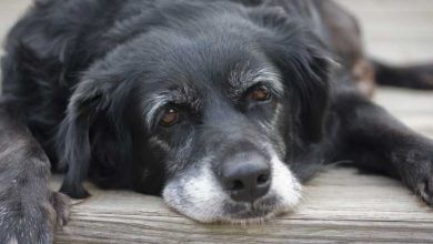 Cet nouveau tableau permet de convertir l'age d'un chien en age humain, et le résultat est assez étonnant...