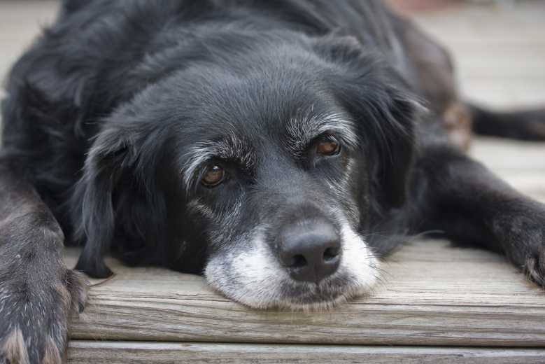 Cet nouveau tableau permet de convertir l'age d'un chien en age humain, et le résultat est assez étonnant...