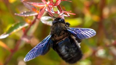 Abeille bleutées ou Xylocopes... Ne les tuez pas, elles sont rares, inoffensives et tellement utiles !