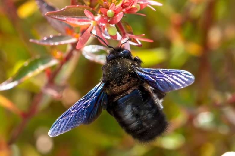 Abeille bleutées ou Xylocopes... Ne les tuez pas, elles sont rares, inoffensives et tellement utiles !