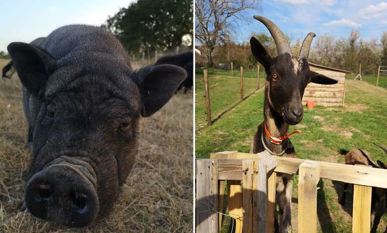 Il existe une maison de retraite pour les animaux, voici l'Arche de Nohant !