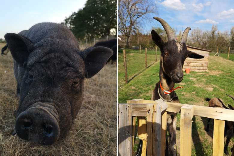 Il existe une maison de retraite pour les animaux, voici l'Arche de Nohant !