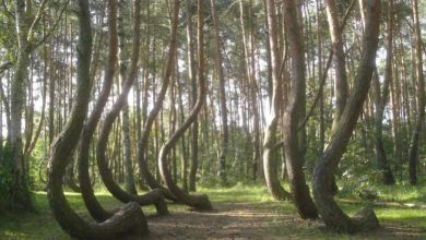 Une forêt de Pologne abrite d'étranges arbres tordus, et personne ne sait vraiment pourquoi !