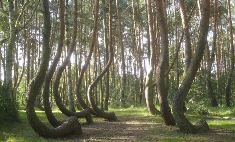 Une forêt de Pologne abrite d'étranges arbres tordus, et personne ne sait vraiment pourquoi !