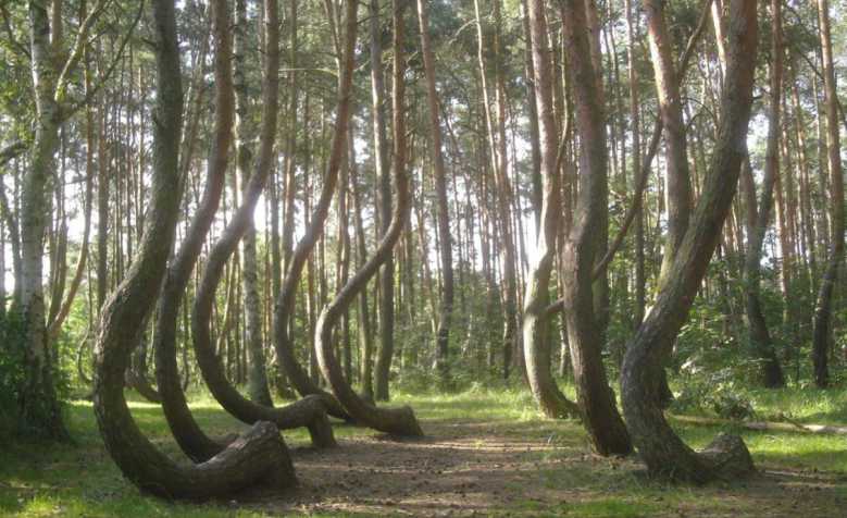 Une forêt de Pologne abrite d'étranges arbres tordus, et personne ne sait vraiment pourquoi !