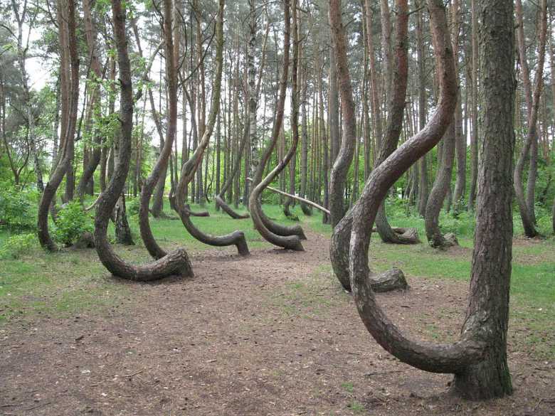 Une forêt de Pologne abrite d'étranges arbres tordus, et personne ne sait vraiment pourquoi !