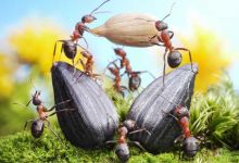 D'après ces chercheurs américains, 11 000 plantes sauvages fleurissent grâce aux fourmis