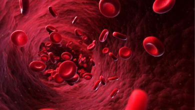 Incroyable ! Des chercheurs ont réussi à concevoir des globules rouges synthétiques, fonctionnels et "plus performants"