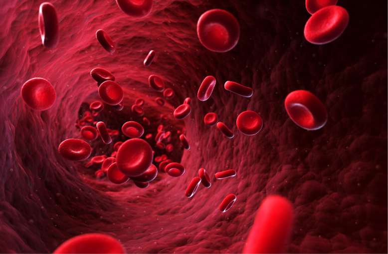 Incroyable ! Des chercheurs ont réussi à concevoir des globules rouges synthétiques, fonctionnels et "plus performants"