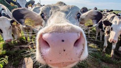 Au Botswana, on dessine des yeux sur l’arrière-train des vaches ou autres bovidés pour les protéger des prédateurs