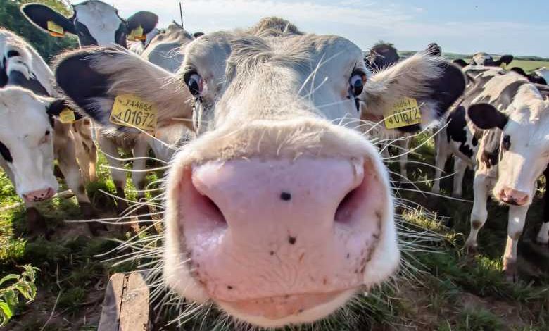 Au Botswana, on dessine des yeux sur l’arrière-train des vaches ou autres bovidés pour les protéger des prédateurs
