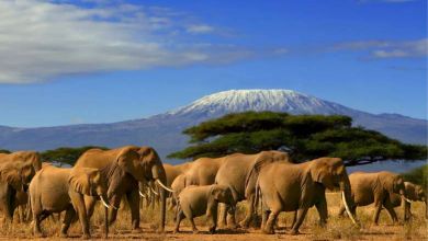 Bonne nouvelle : la population d'éléphants a doublé en 30 ans au Kenya !