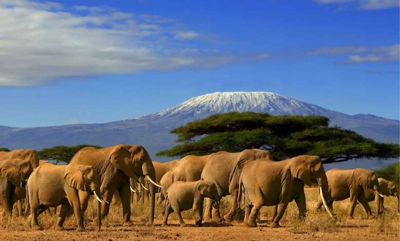 Bonne nouvelle : la population d'éléphants a doublé en 30 ans au Kenya !